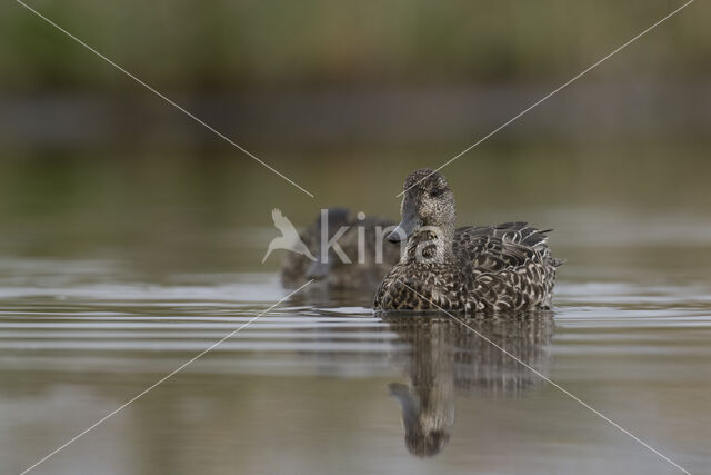 Green-winged Teal (Anas crecca)