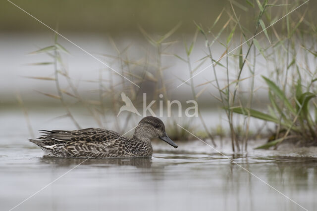 Wintertaling (Anas crecca)