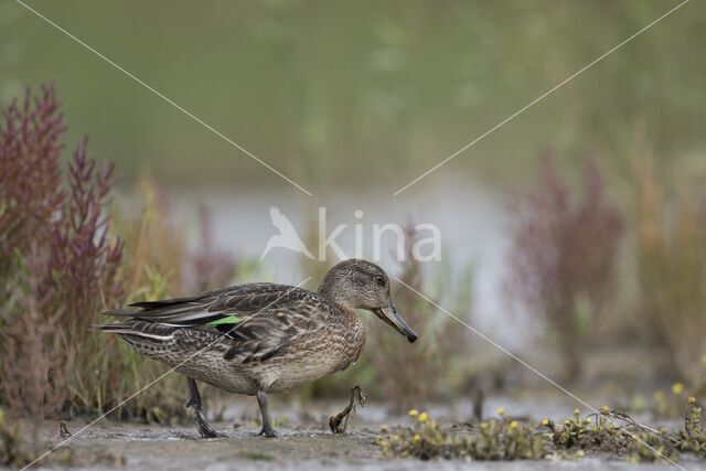 Green-winged Teal (Anas crecca)