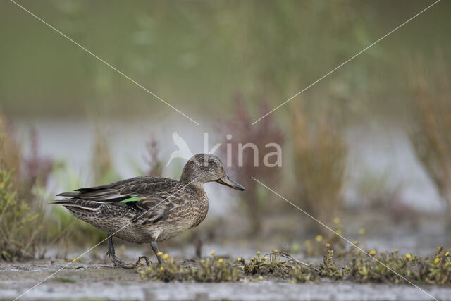 Wintertaling (Anas crecca)