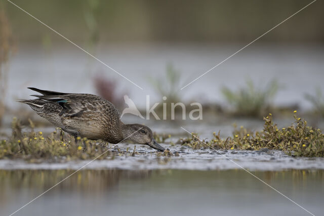 Green-winged Teal (Anas crecca)