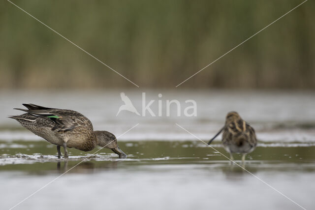 Green-winged Teal (Anas crecca)