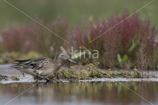 Green-winged Teal (Anas crecca)