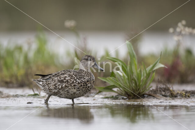 Wintertaling (Anas crecca)