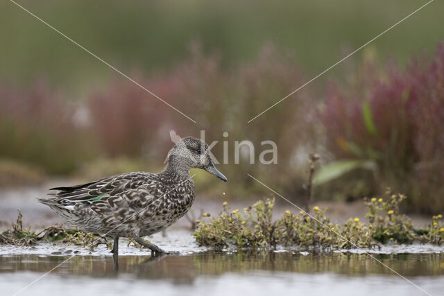 Green-winged Teal (Anas crecca)