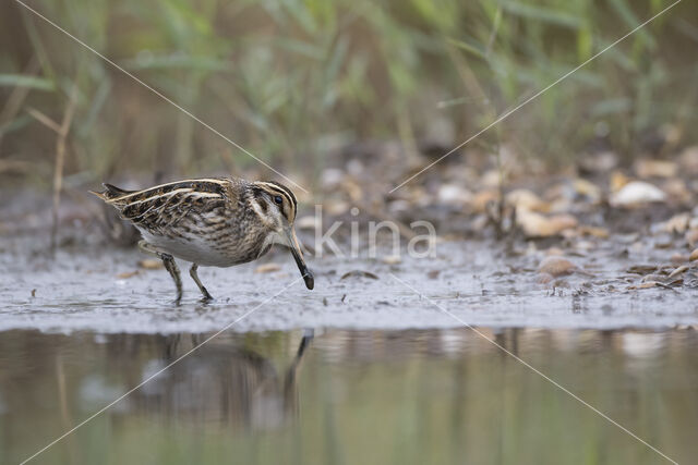 Jack Snipe (Lymnocryptes minimus)