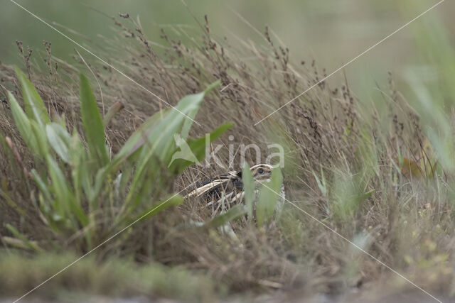 Jack Snipe (Lymnocryptes minimus)