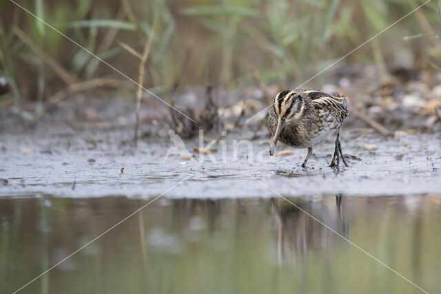 Jack Snipe (Lymnocryptes minimus)