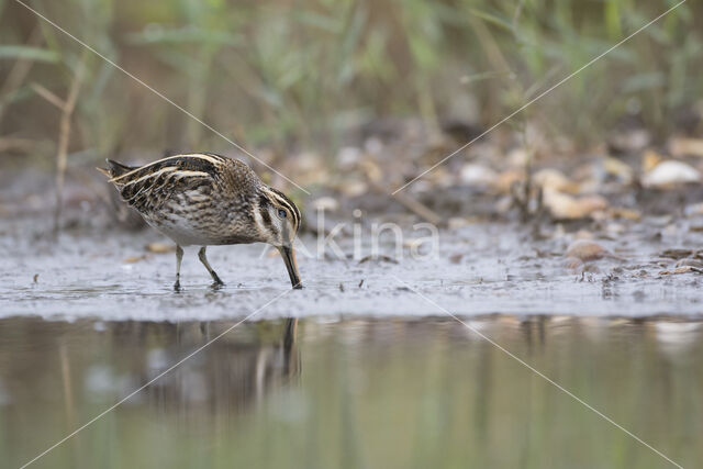 Jack Snipe (Lymnocryptes minimus)