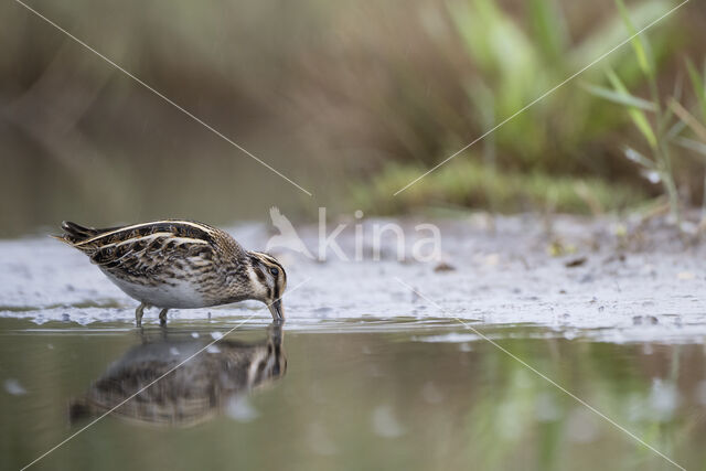 Jack Snipe (Lymnocryptes minimus)