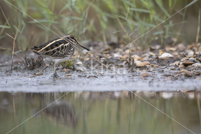 Jack Snipe (Lymnocryptes minimus)