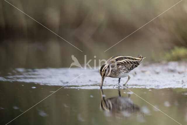 Jack Snipe (Lymnocryptes minimus)