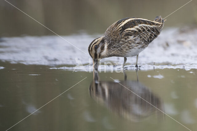 Jack Snipe (Lymnocryptes minimus)