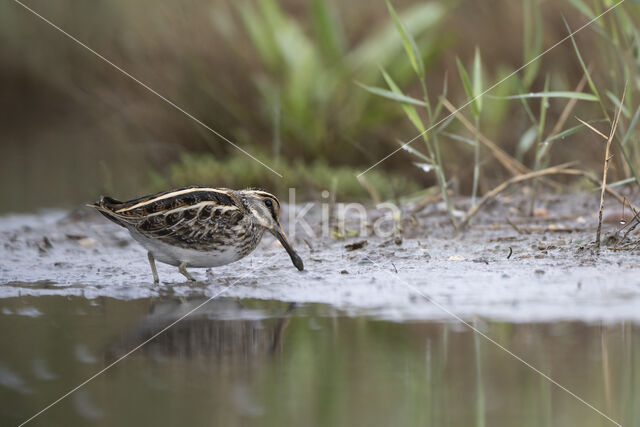 Jack Snipe (Lymnocryptes minimus)