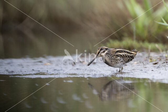 Jack Snipe (Lymnocryptes minimus)