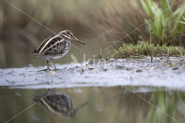 Jack Snipe (Lymnocryptes minimus)