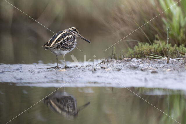 Jack Snipe (Lymnocryptes minimus)