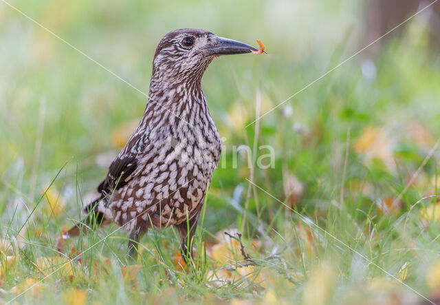 Eurasian Nutcracker (Nucifraga caryocatactes)