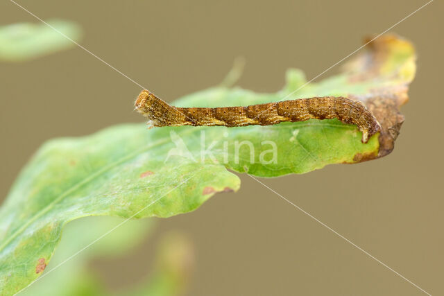 Eikenoogspanner (Cyclophora porata)