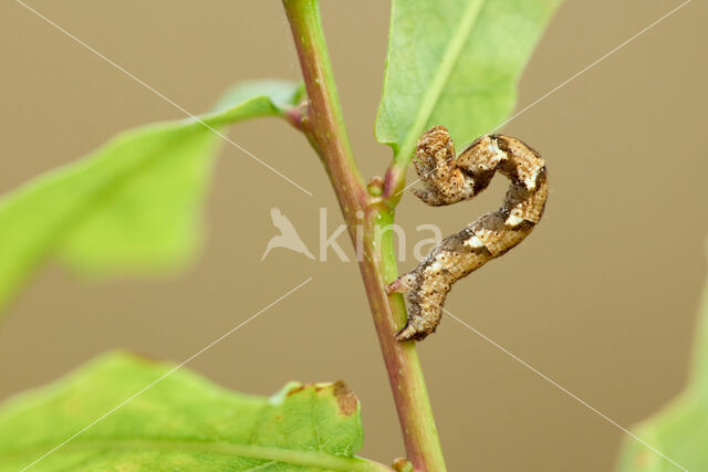 Bruine oogspanner (Cyclophora quercimontaria)