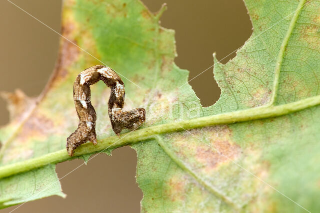 Bruine oogspanner (Cyclophora quercimontaria)