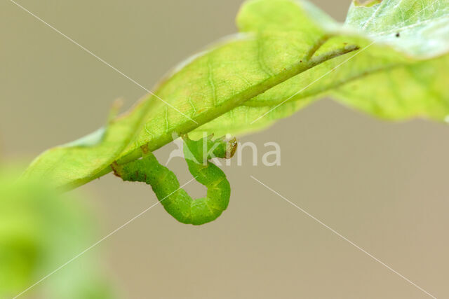 Eikenoogspanner (Cyclophora porata)