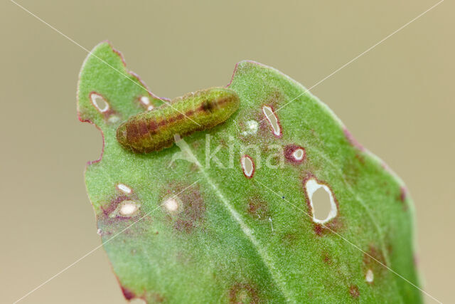 Kleine vuurvlinder (Lycaena phlaeas)