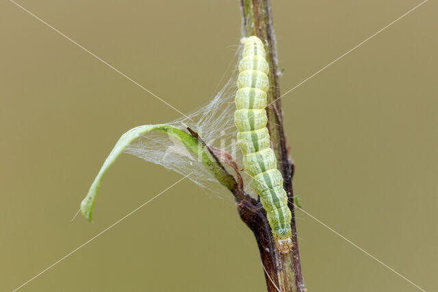 Guldenroedelichtmot (Algedonia terrealis)