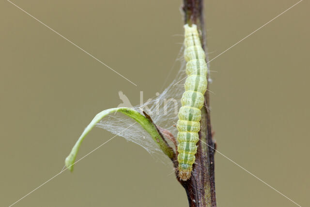 Guldenroedelichtmot (Algedonia terrealis)