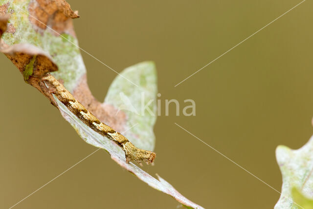 Bruine oogspanner (Cyclophora quercimontaria)