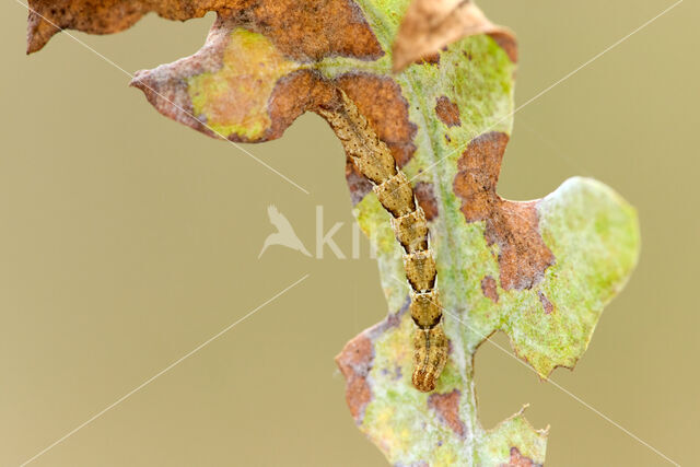 Cyclophora quercimontaria