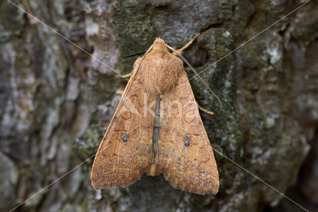 Bruine herfstuil (Agrochola circellaris)