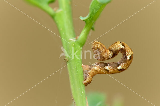 Bruine oogspanner (Cyclophora quercimontaria)