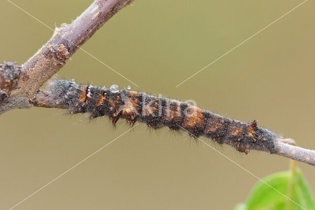 Eikenblad (Gastropacha quercifolia)