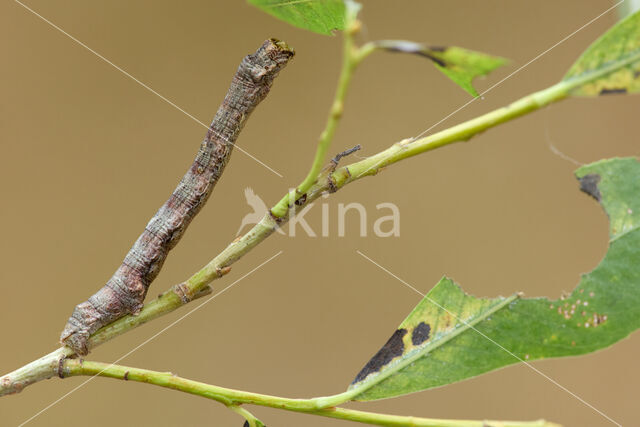 Gewone Spikkelspanner (Ectropis crepuscularia)