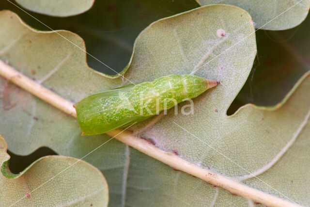 Gestippelde oogspanner (Cyclophora punctaria)