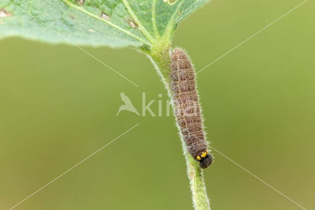 Mallow Skipper (Carcharodus alceae)