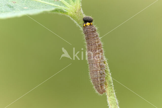 Mallow Skipper (Carcharodus alceae)