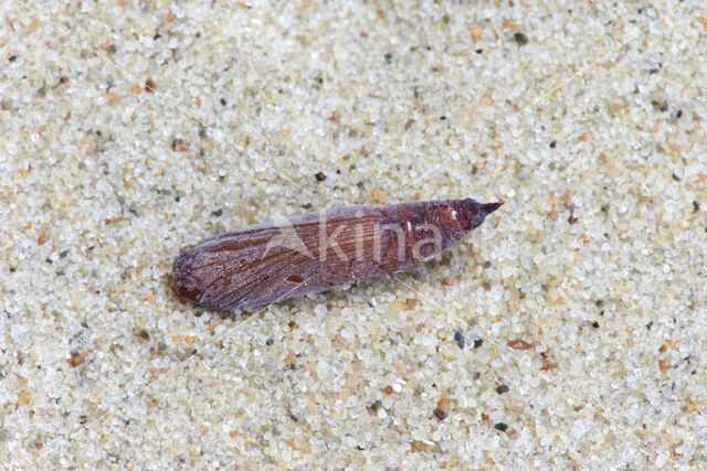 Red-green Carpet (Chloroclysta siterata)