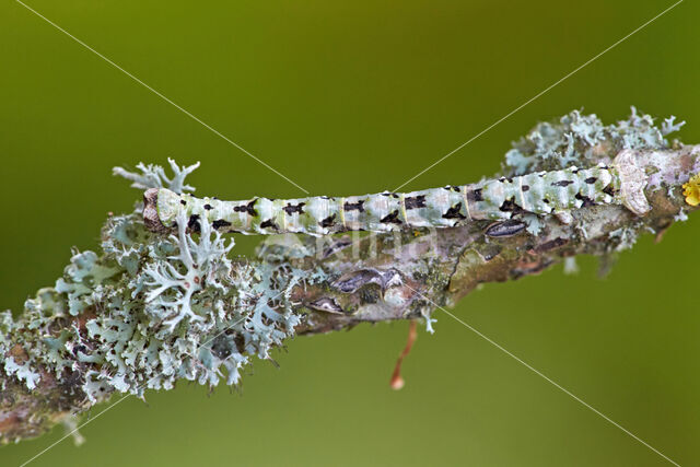 Getande spanner (Odontopera bidentata)