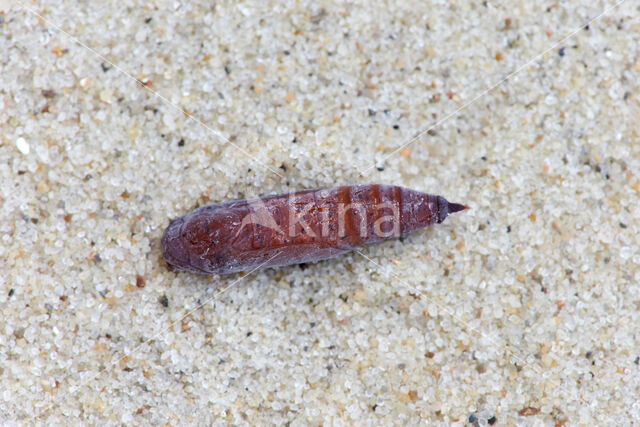 Red-green Carpet (Chloroclysta siterata)