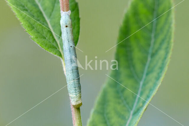 Pale-shouldered Brocade (Lacanobia thalassina)