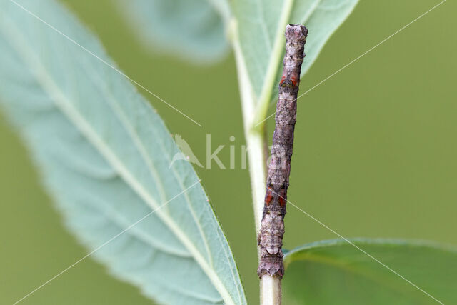 Getande spanner (Odontopera bidentata)