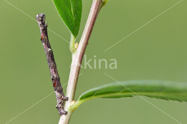 Scalloped Hazel (Odontopera bidentata)