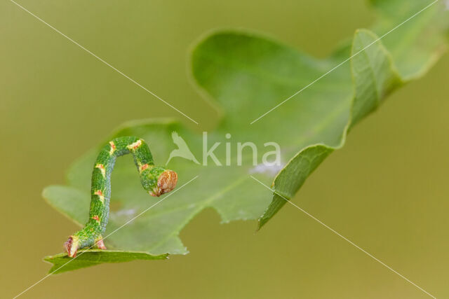 Maiden's Blush (Cyclophora punctaria)