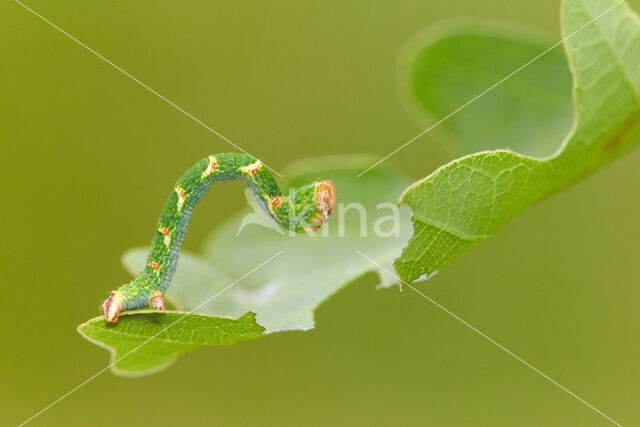 Gestippelde oogspanner (Cyclophora punctaria)