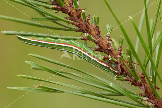 Pine Beauty (Panolis flammea)