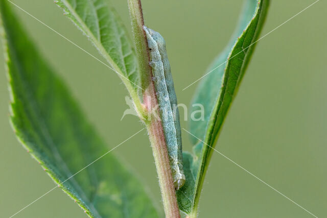 Pale-shouldered Brocade (Lacanobia thalassina)