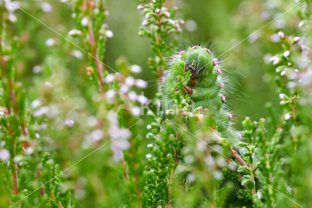 Emperor Moth (Saturnia pavonia)