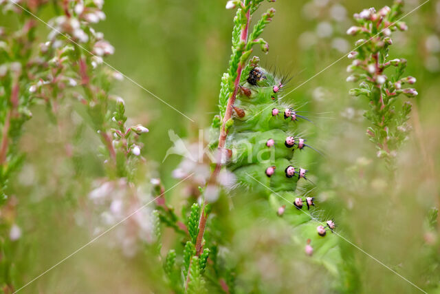 Kleine nachtpauwoog (Saturnia pavonia)